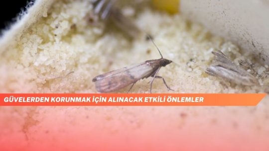 Güvelerden Korunmak İçin Alınacak Etkili Önlemler
