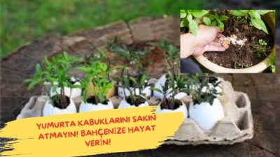 Yumurta kabuklarının çöpe gitmesine izin vermeyin! Doğanın bir parçası olan