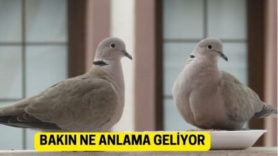 Cama, Balkona Konduysa Dikkat! Pencereye Kumru Konması Bakın Ne Anlama