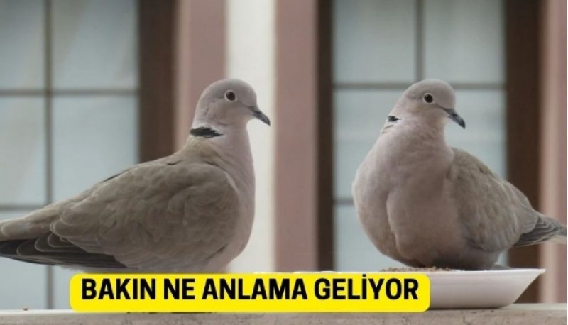 Cama, Balkona Konduysa Dikkat! Pencereye Kumru Konması Bakın Ne Anlama